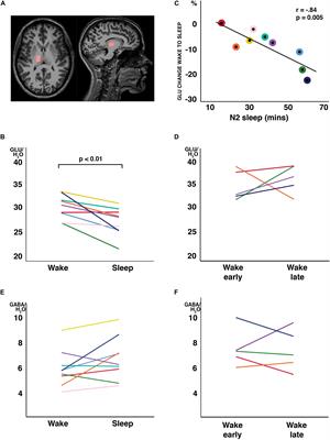 Dynamic Metabolic Changes in the Human Thalamus at the Transition From Waking to Sleep - Insights From Simultaneous Functional MR Spectroscopy and Polysomnography